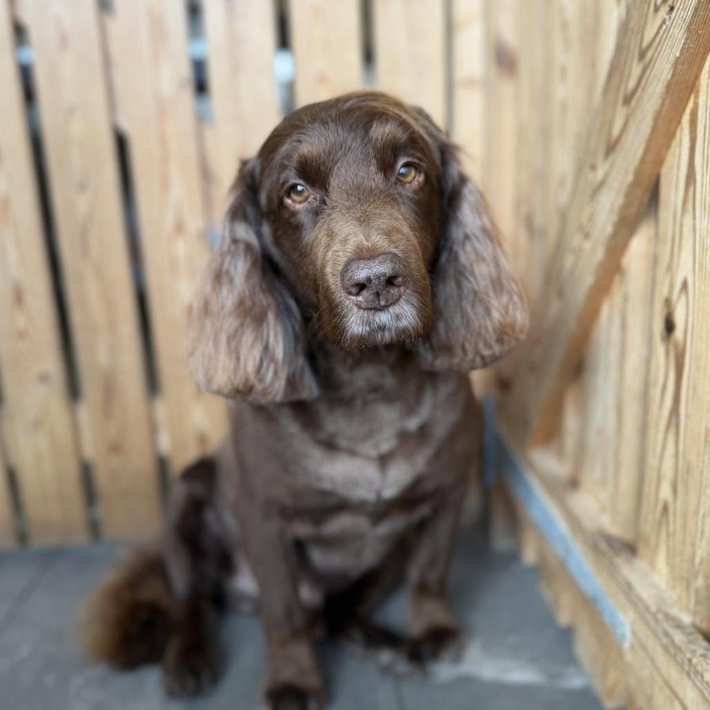 Freshly groomed spaniel at Doggy Dapper