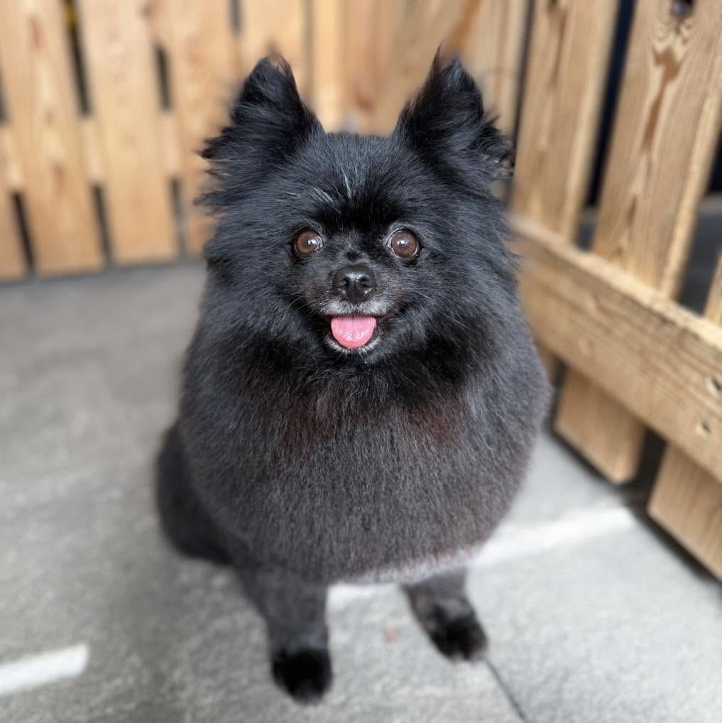 Freshly groomed dog at Doggy Dapper