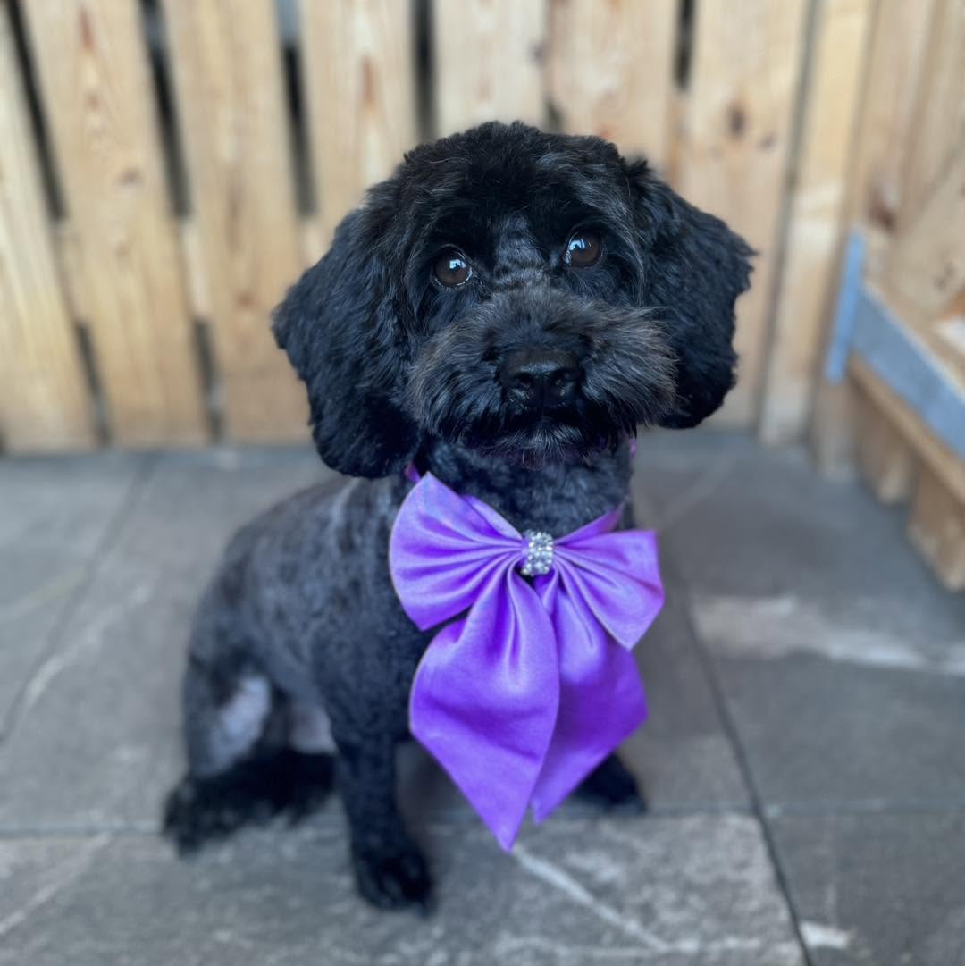 Freshly groomed dog at Doggy Dapper
