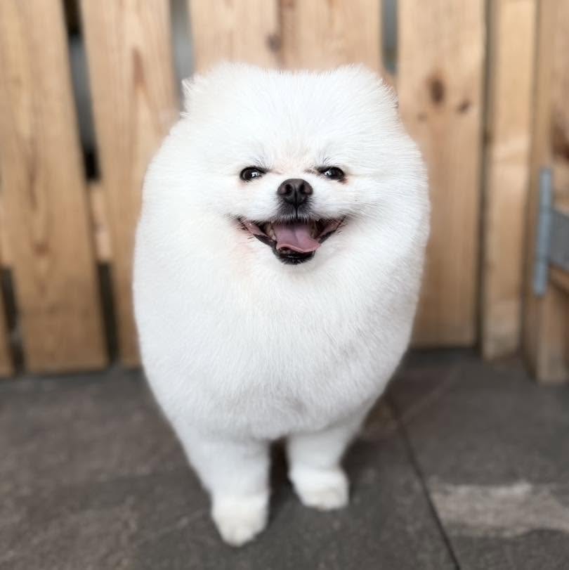 Freshly groomed dog at Doggy Dapper