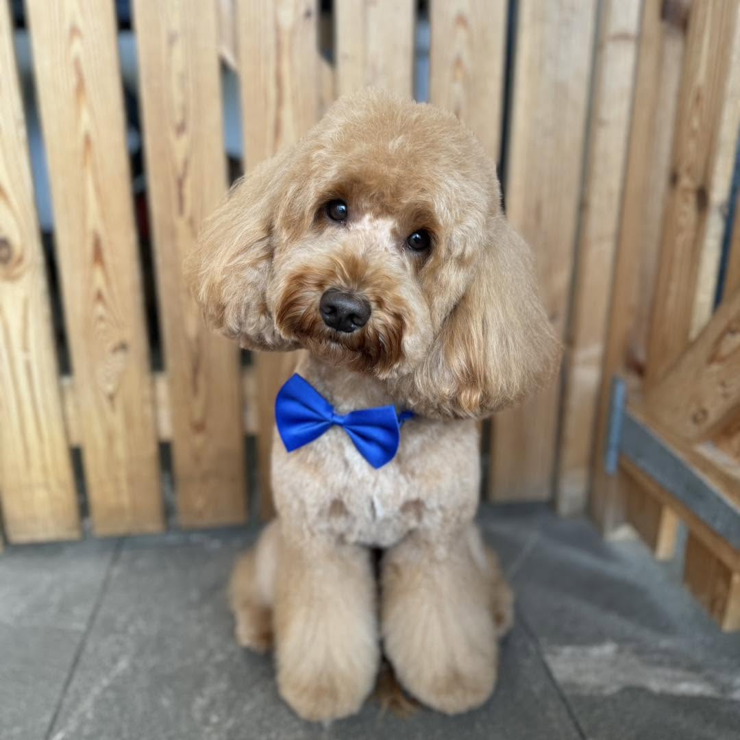Freshly groomed dog at Doggy Dapper